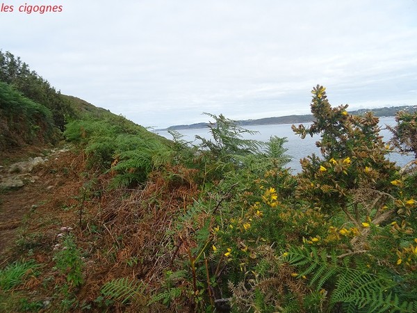 Plein la chatte wallpaper 2