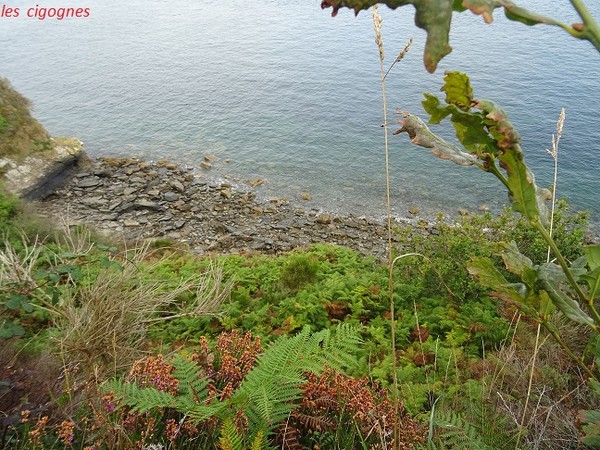 Plein la chatte wallpaper 3